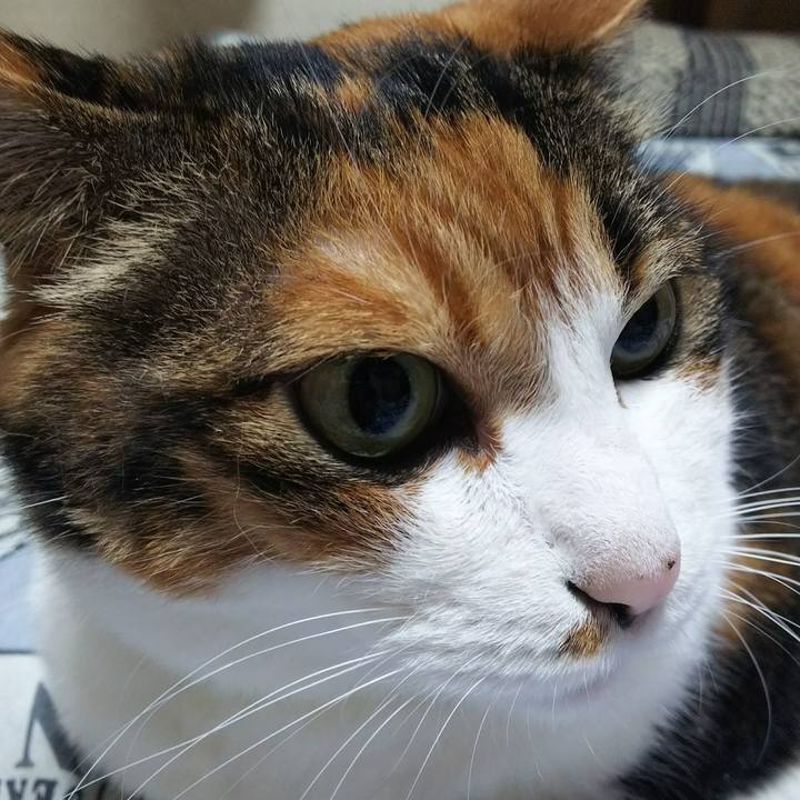 Baca6a99 1576 4be0 80ee 451c841e2d96 1532741552123