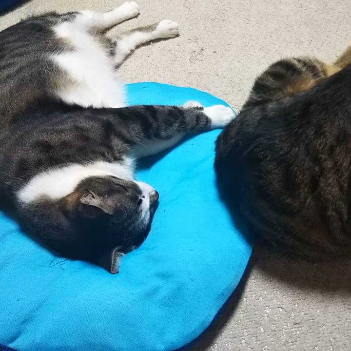 Bacbdd0e 2e9a 4d91 8ffd 27e06a2d8a1a 1604926503268