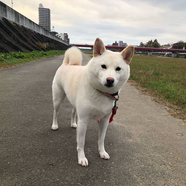 Bacd0643 6468 4f43 97e8 2f1e85dcc8cd 1573457661504