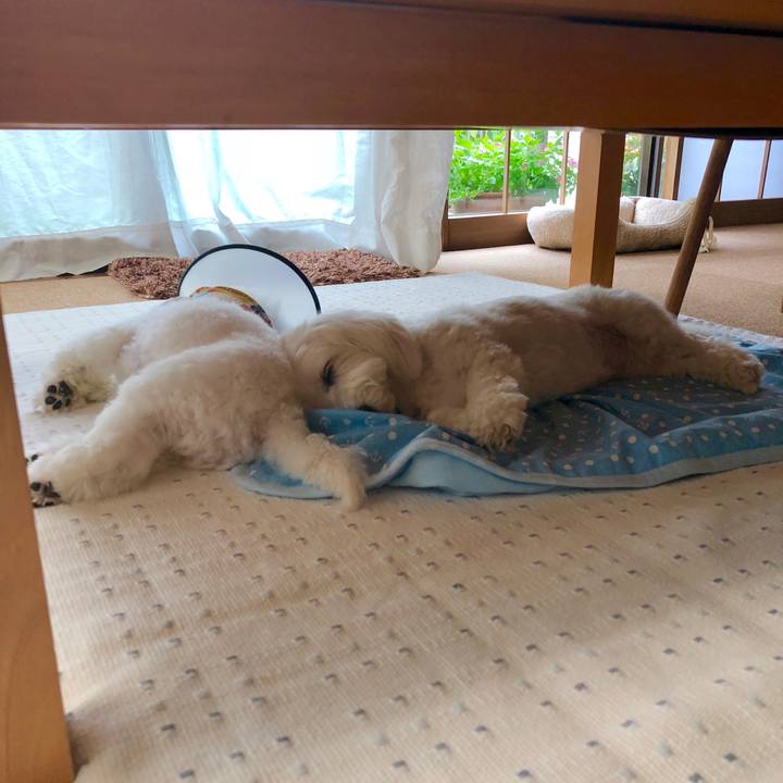 Bacd1cf1 65ba 4e12 beb7 d6ebbc784328 1533989136338