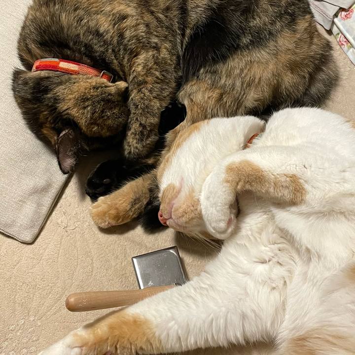 Baceb1af 7164 458c a148 25d47d1eaba5 1647871180615