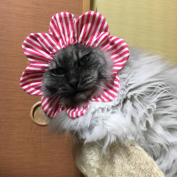 Bacf1c5c d704 4504 9e13 1bff8b1dc642 1541691895019