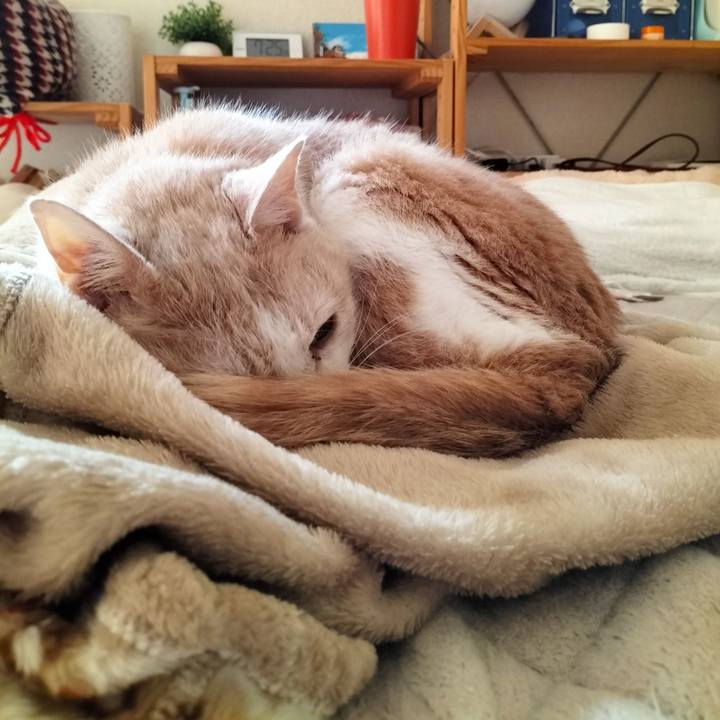 Bad0d2c6 7a5e 44e7 8297 19a4f9b7d92f 1670453464506