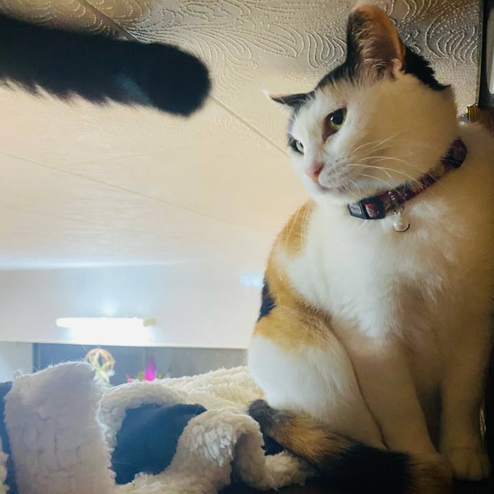 Bad12b81 a510 455a acb7 34400276d148 1679838598743