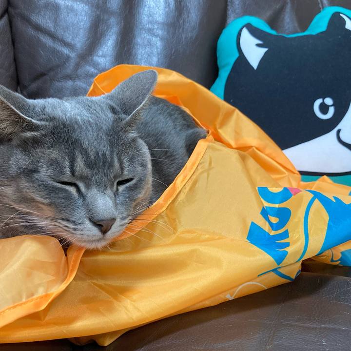 Bad33e2c 6e54 4dcc 895a ab31067c08c5 1608131174115