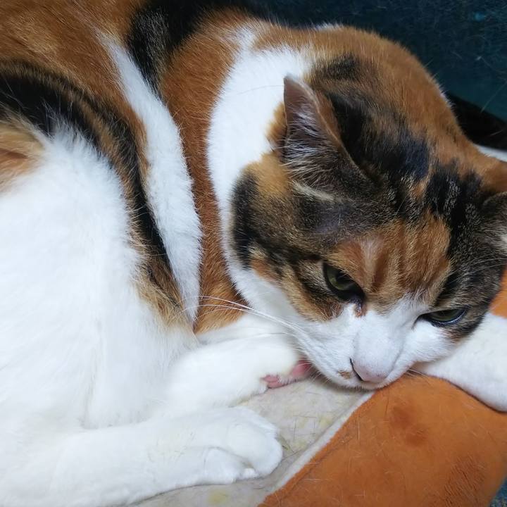 Bad4ef99 3555 4315 9850 3c0c187d04b5 1562370764565