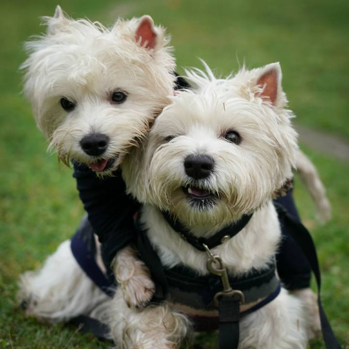 Bad61162 6d22 41ee 8056 9d92c318eca6 1528887322478