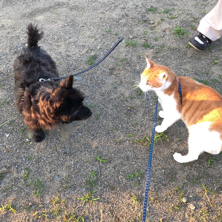 Bad70954 ad7f 40ee 9cf2 f4f351985076 1561027180214