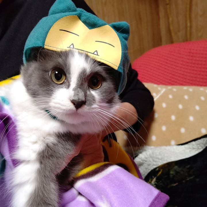 Badc4e5c 0af3 4339 bb8c addd7f156f0c 1574071648816