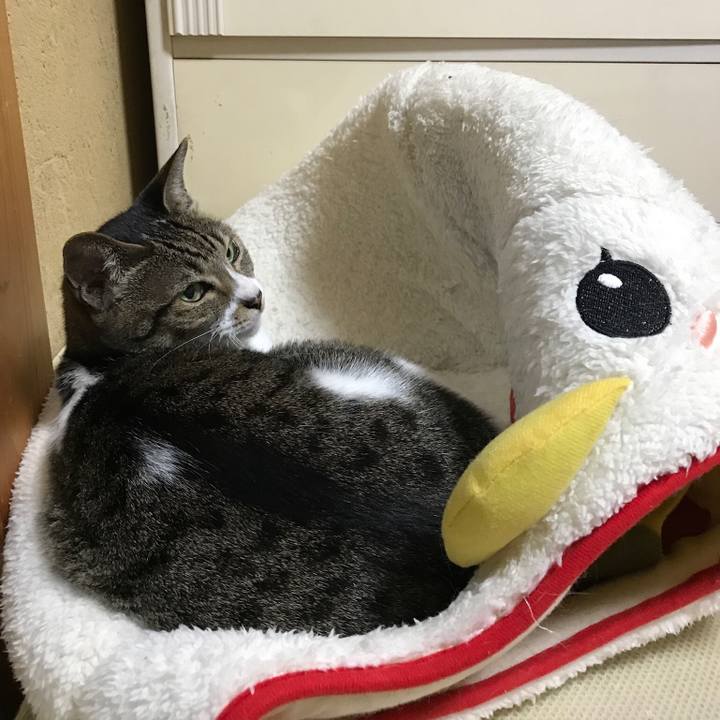 Badc622c 4242 4918 b475 5311d4d878d0 1509846040106