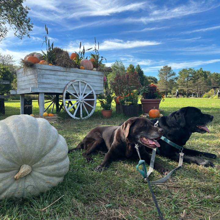 Bade1f4b f4f2 4959 9aa9 fe839eacf4ef 1760705291638