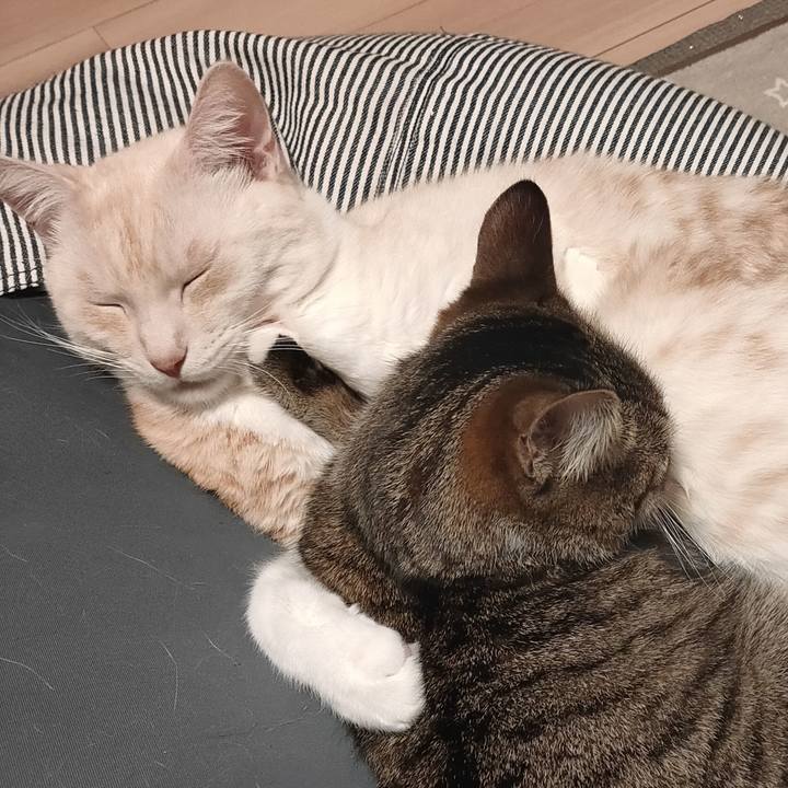 Bade6b5e 37c7 47d7 bbd5 30bb77b1785e 1672138857248