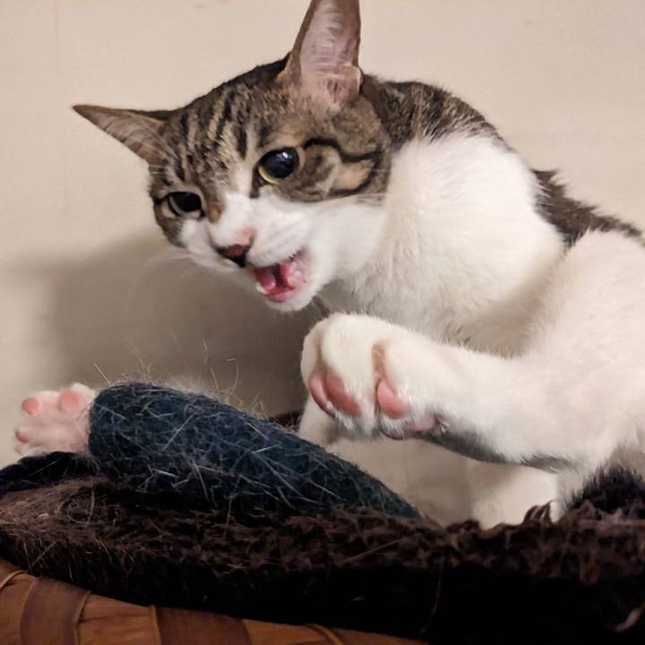 Badf3979 868d 4b52 9385 2b0593eea8b8 1760223750607