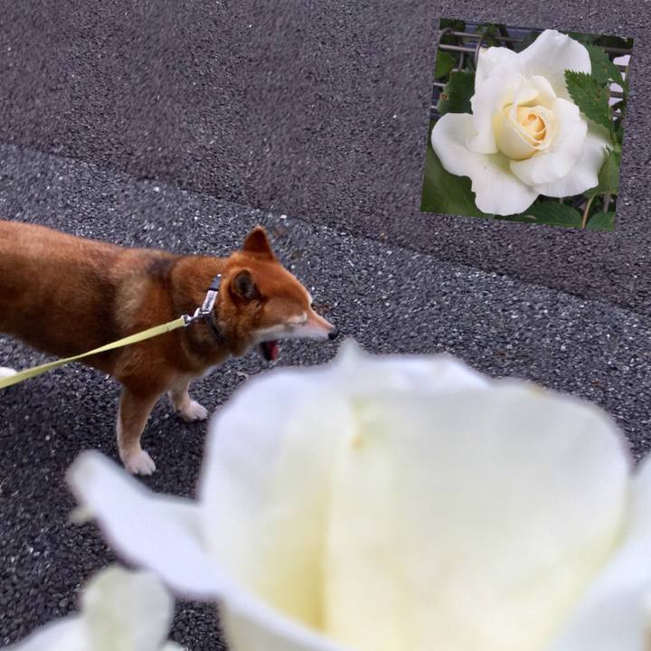 Bae0bbe0 5620 49d1 a892 94dd4c214721 1589100477725