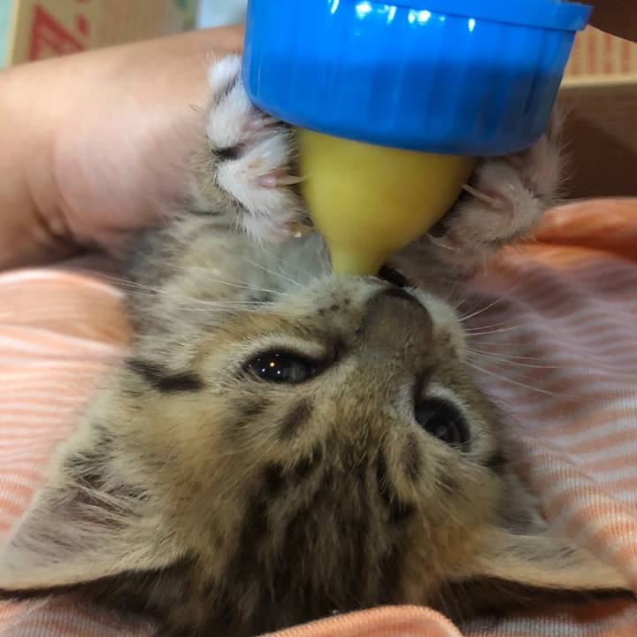 Bae1c483 f855 4b76 b213 2a19e48cbce1 1539442299718