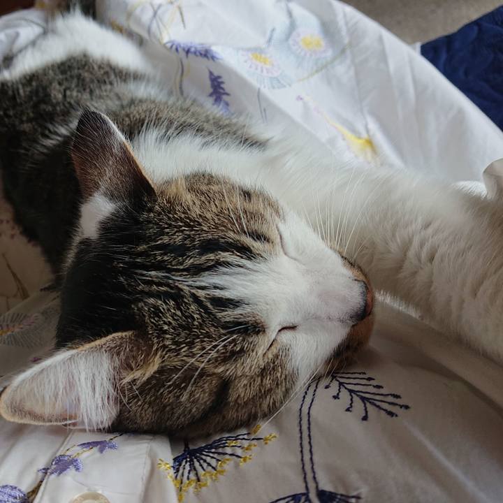 Bae2ab8f 9ec2 4075 8917 140dbe79c4e5 1647469916032