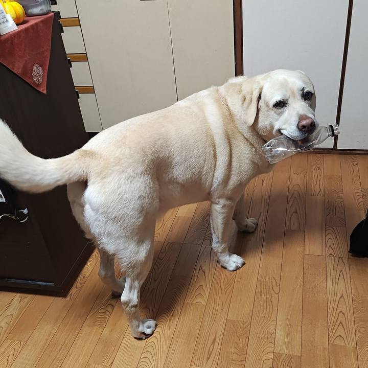 Bae4c954 1aa2 4936 b28d 6a37e4bbdb4c 1729684553240