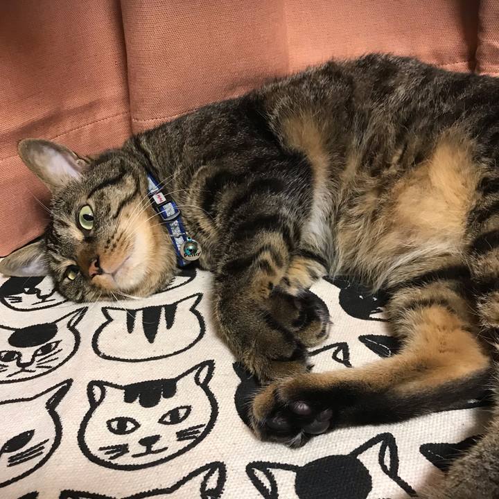 Bae6e213 f70a 4fcd a591 2fc4fdeef246 1567780989683