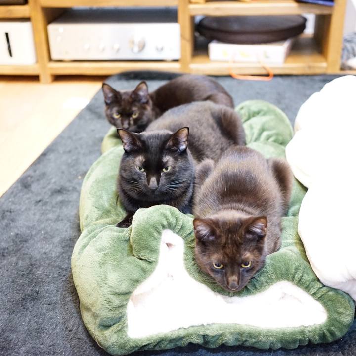 Bae7a9a0 dac6 4837 b1e4 489728c1c4d8 1510925549221