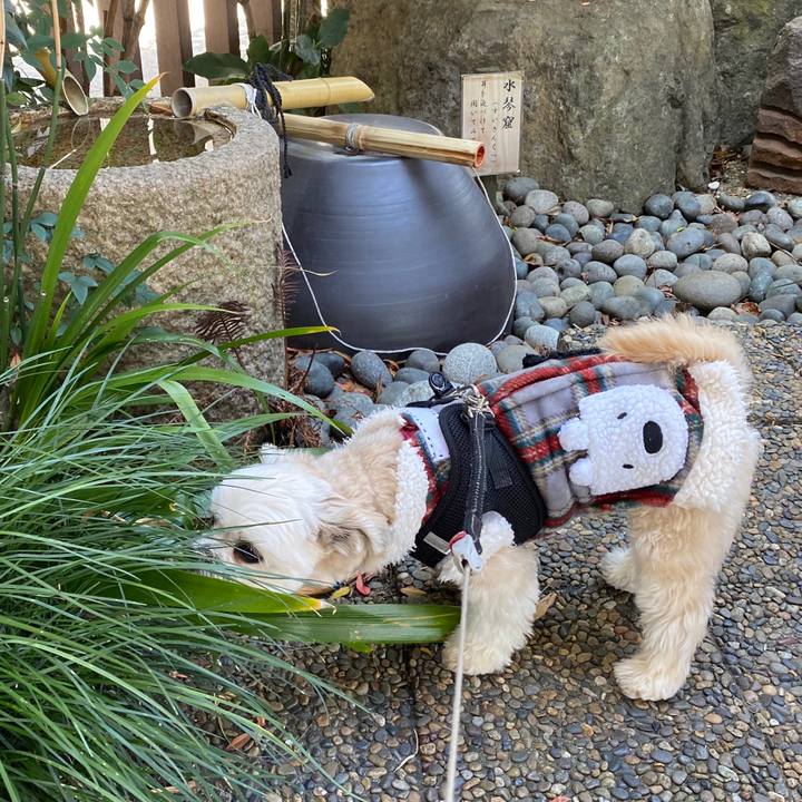 Bae8ddb5 dda6 42e7 b628 f489dda8a9ef 1582093428527