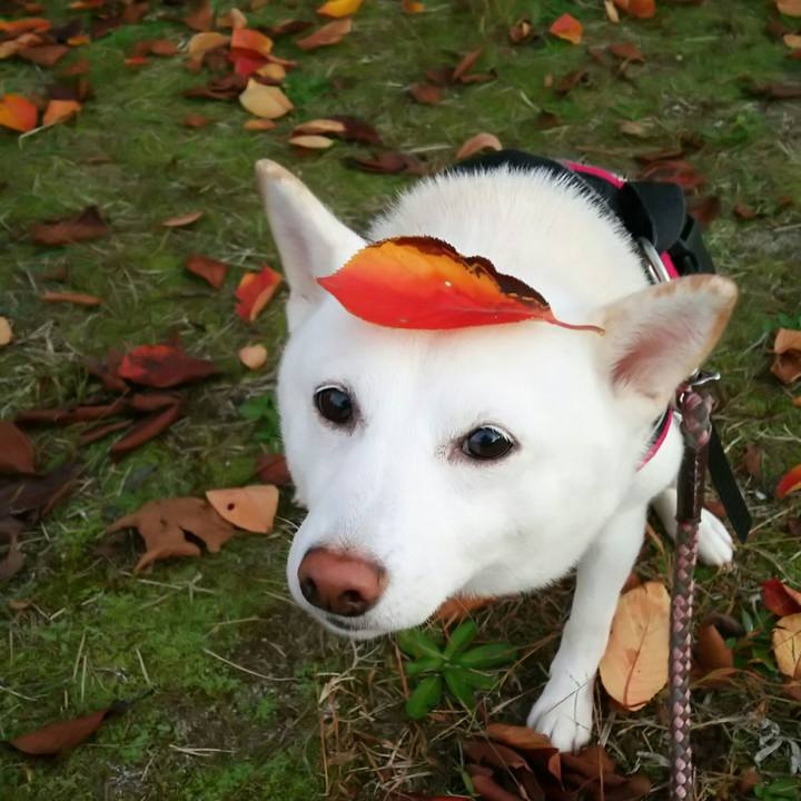 Bae9b298 d37a 4315 baaf 4a1aaa98a192 1540459053132