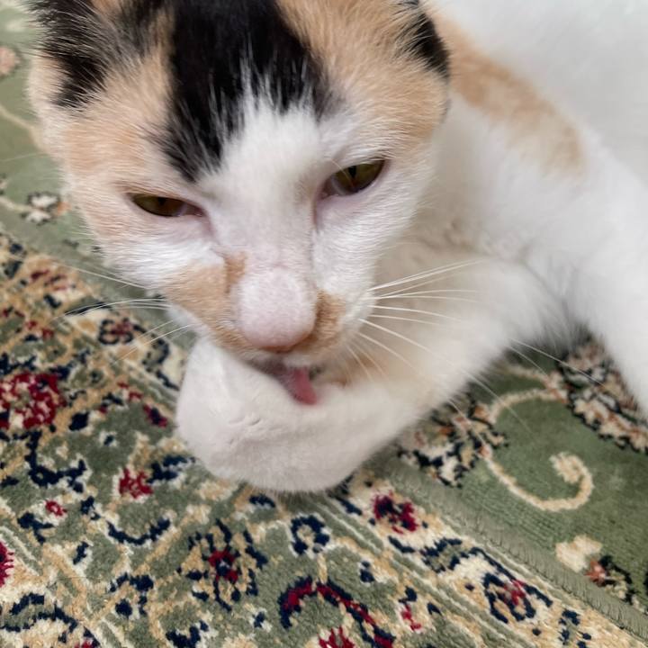 Baebc96f 5a86 4c22 83d8 6793d46cccec 1714778993357