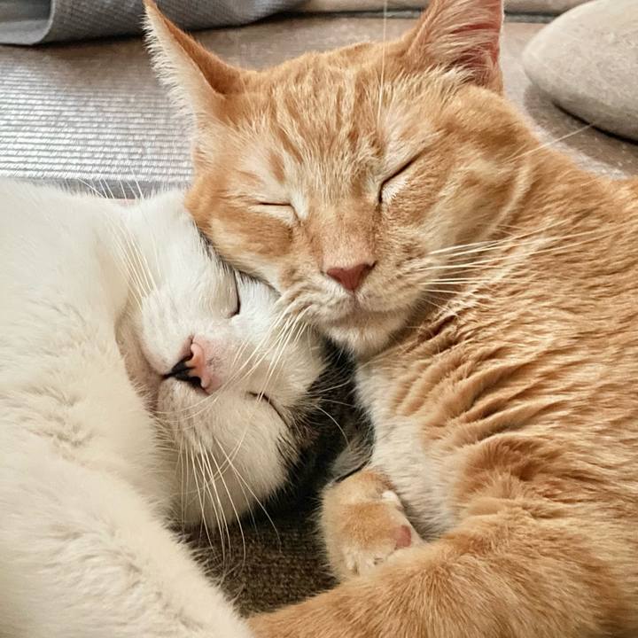 Baed5489 53c0 4883 8803 8fdb7836a217 1767158308936