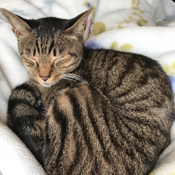 Baeef7de 7302 4741 b1aa 78ff14d62fd4 1511746089424