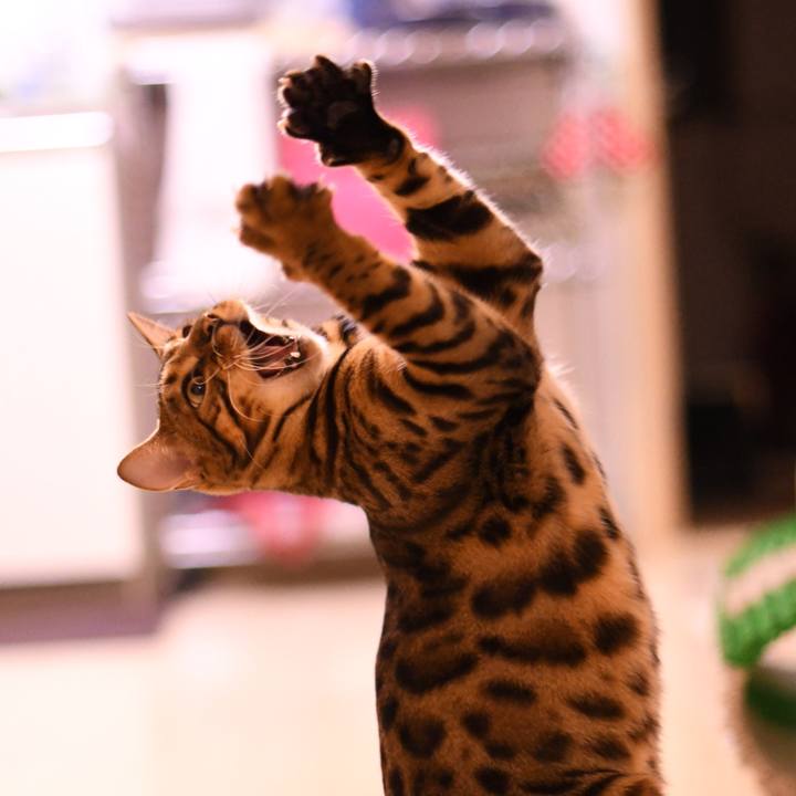 Baf2e862 a993 48df b26d 9d8fd7cbc219 1510460373908