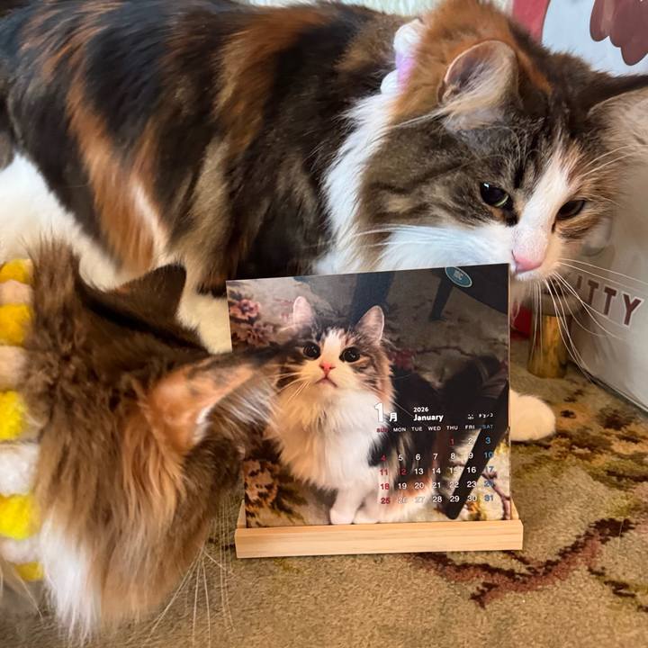 Baf44af1 a818 4b35 9f9f 10162c59bc7d 1769301605027