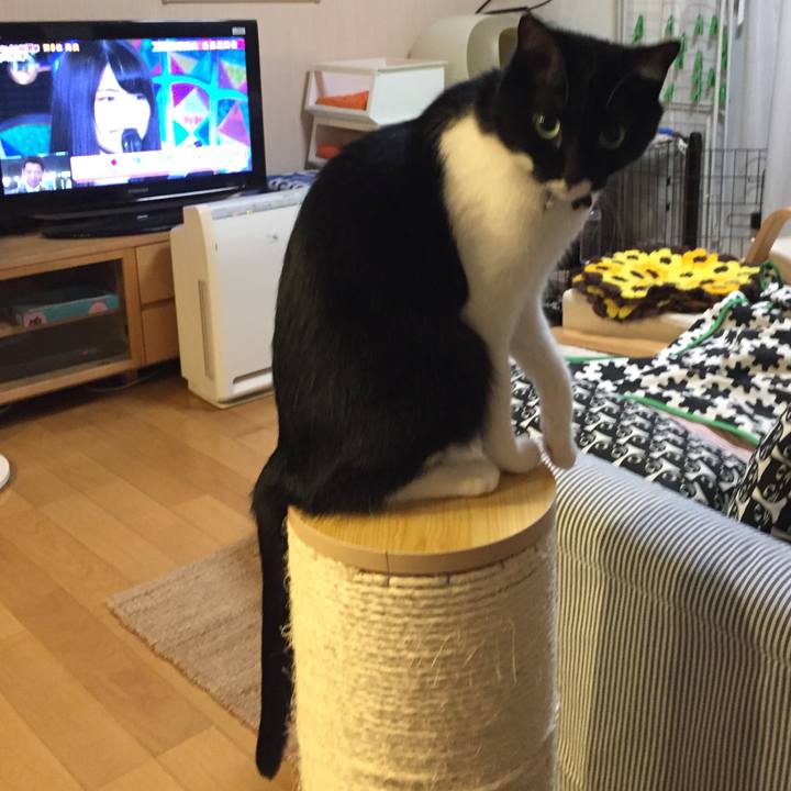 Baf5738a 2cf2 4cf3 ae1b f6ab6e1cd223 1529153906762