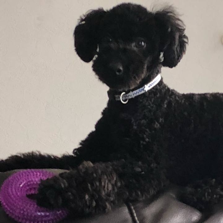 Baf5fb13 1b6d 4b55 ac31 49bcb3119a81 1521499482107