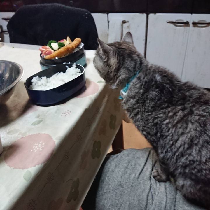 Baf68f7a 4f41 47cc 9a88 5d97547dec7a 1575928794141