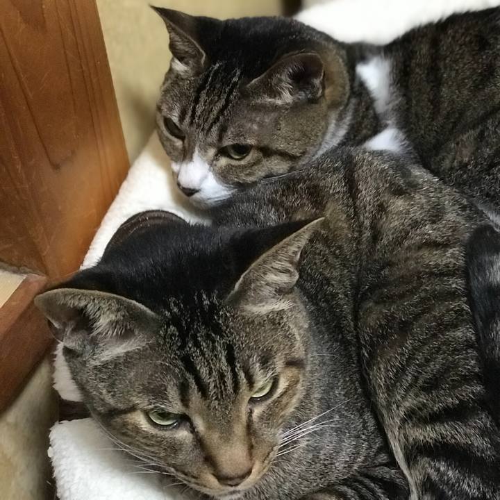 Baf92d33 bc3e 408d a4e3 f340f4997561 1508895431970