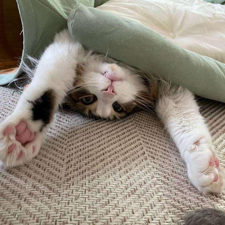 Bafadab5 bdbf 41a7 86ac afac4f8e6715 1679783876131