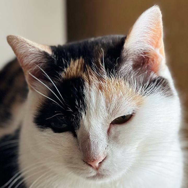 Bafbccc0 5ccf 4eed 8c73 6f2703bf1ad8 1721690761722