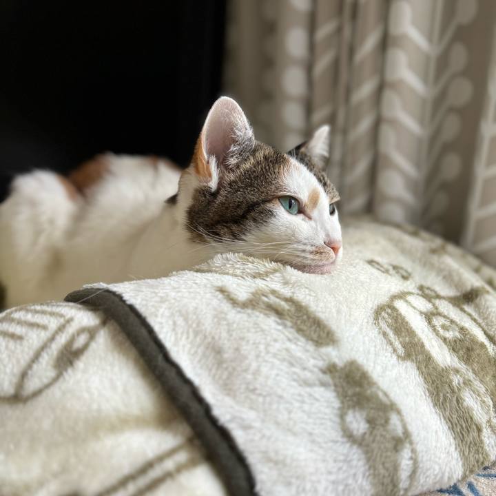 Bafff7cb a22c 4203 8c2e b744951f4d4e 1736736989804