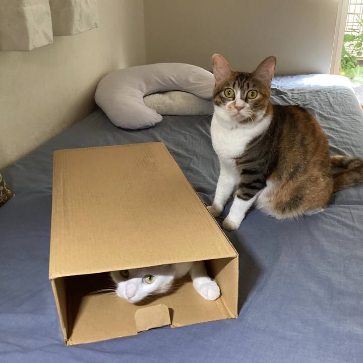 Bb00d4e8 0de4 43ba 90c6 30515c64ecab 1691710453202