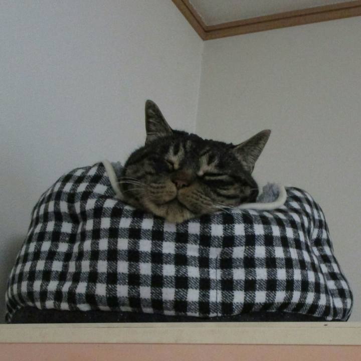 Bb02afd5 c5c1 48fa b27d ca47ca6f6cc5 1515917499680