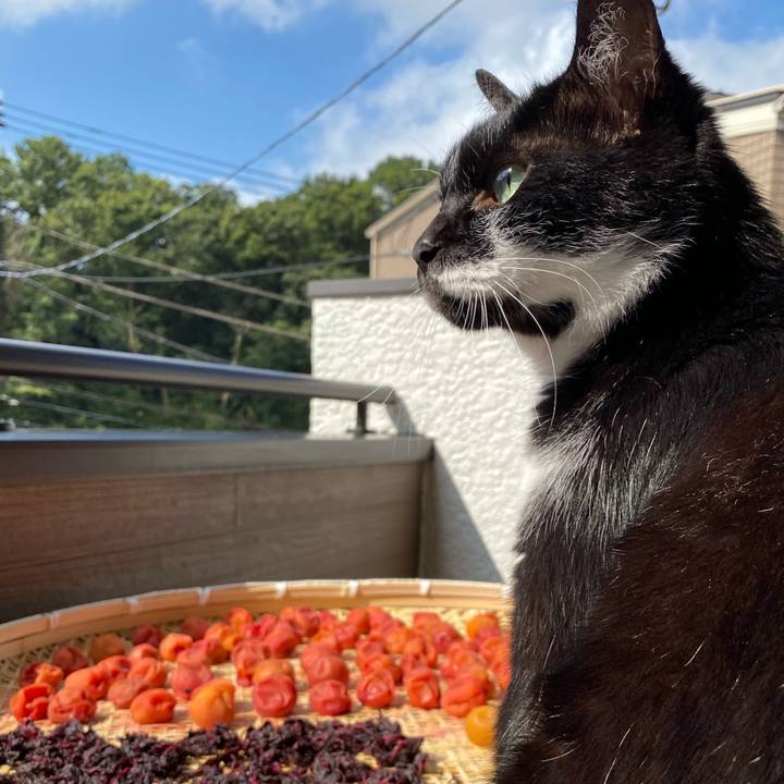 Bb059a21 3ee8 4953 b2bb d7befcf17274 1596499792390