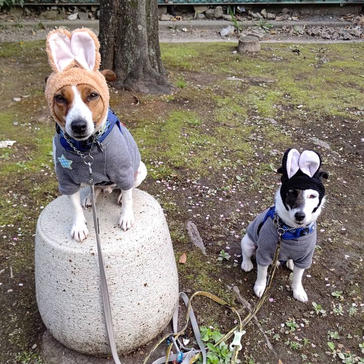 Bb07abdf 55a0 4c81 9bde 3959d1574cbc 1617489701673