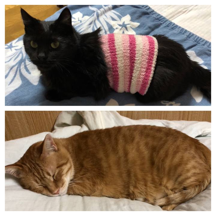 Bb0c7a9a b070 4387 8ebb cb0632e5f1df 1582732842399