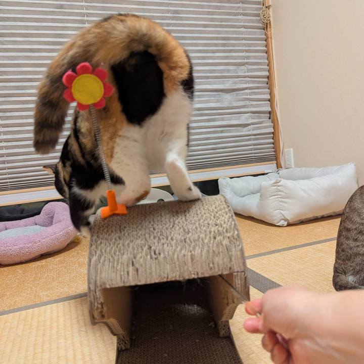 Bb11451d 1db3 4d76 8941 8a1f94f6377f 1746424892175