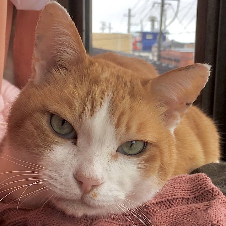 Bb1558b1 6dfe 423a b90d 87bd924e0248 1583465205108