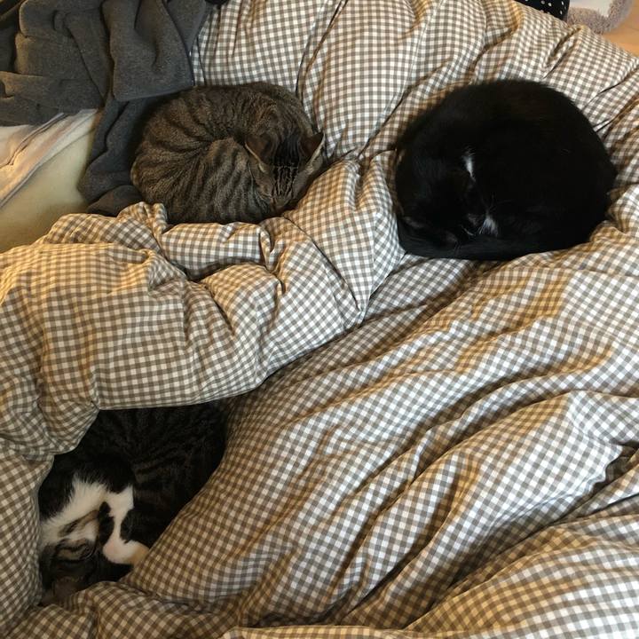 Bb1615da 2940 4016 8c2f 2e49d87692f7 1542451036432