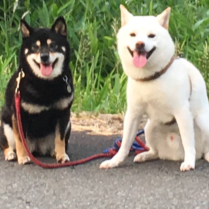 Bb1618cd e24a 4279 9f23 3b83eb54ffbb 1521639822303