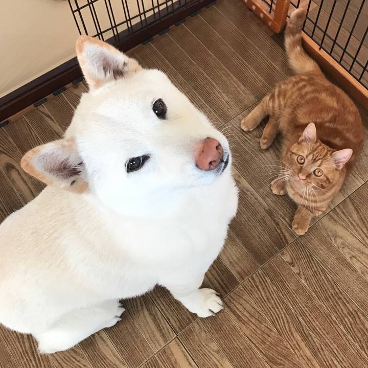 Bb1f908f 04bd 4aaf 88ee 32b4a0390ed2 1518568598657