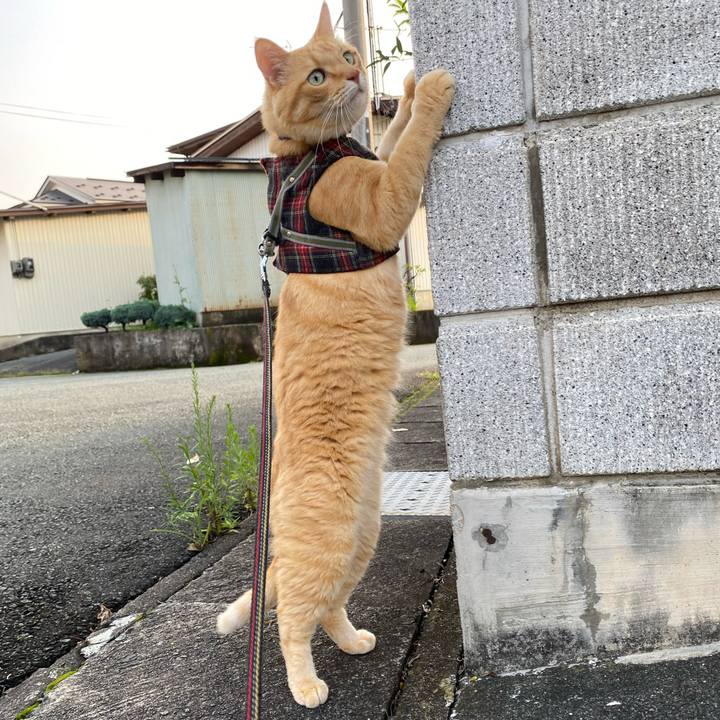 Bb290cb7 14c1 43c2 b862 ba980c2366a1 1596618759878