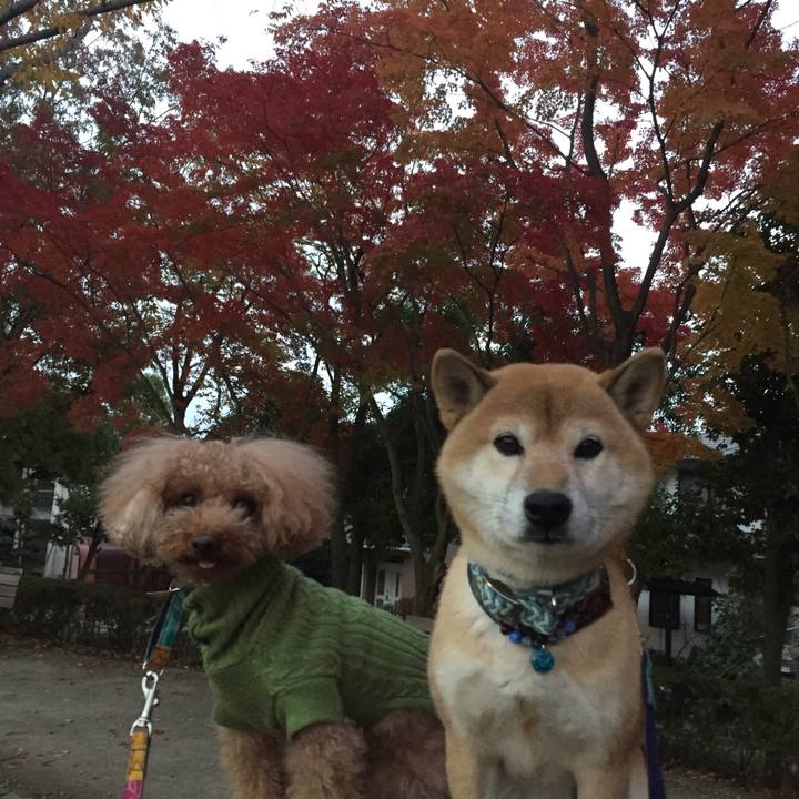 Bb2a50a9 2aac 41cc 8615 46b3d02ad26a 1511166539333