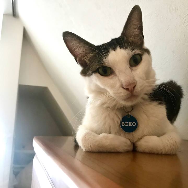 Bb2acd0d bc85 4019 b63e a50d91e8993a 1574991450193